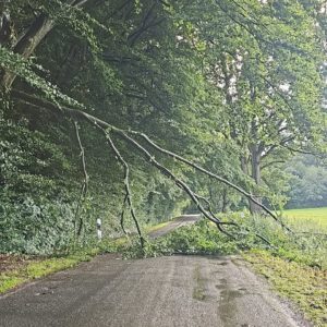 Mehr über den Artikel erfahren TH0 – Baum auf Straße